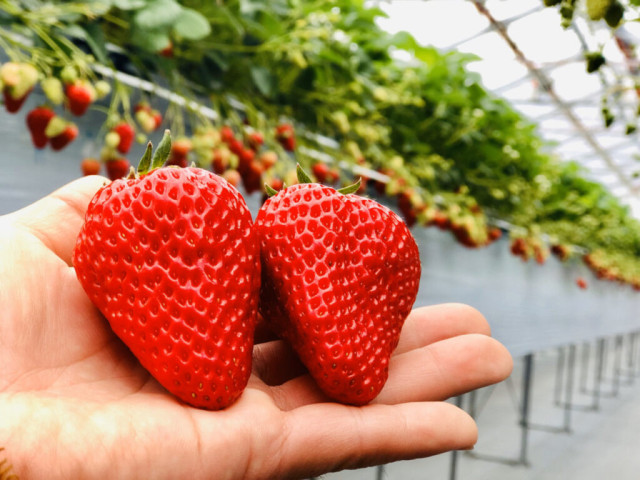 【川崎市多摩区】Sstrawberry Farm BUNKAENのいちご狩り